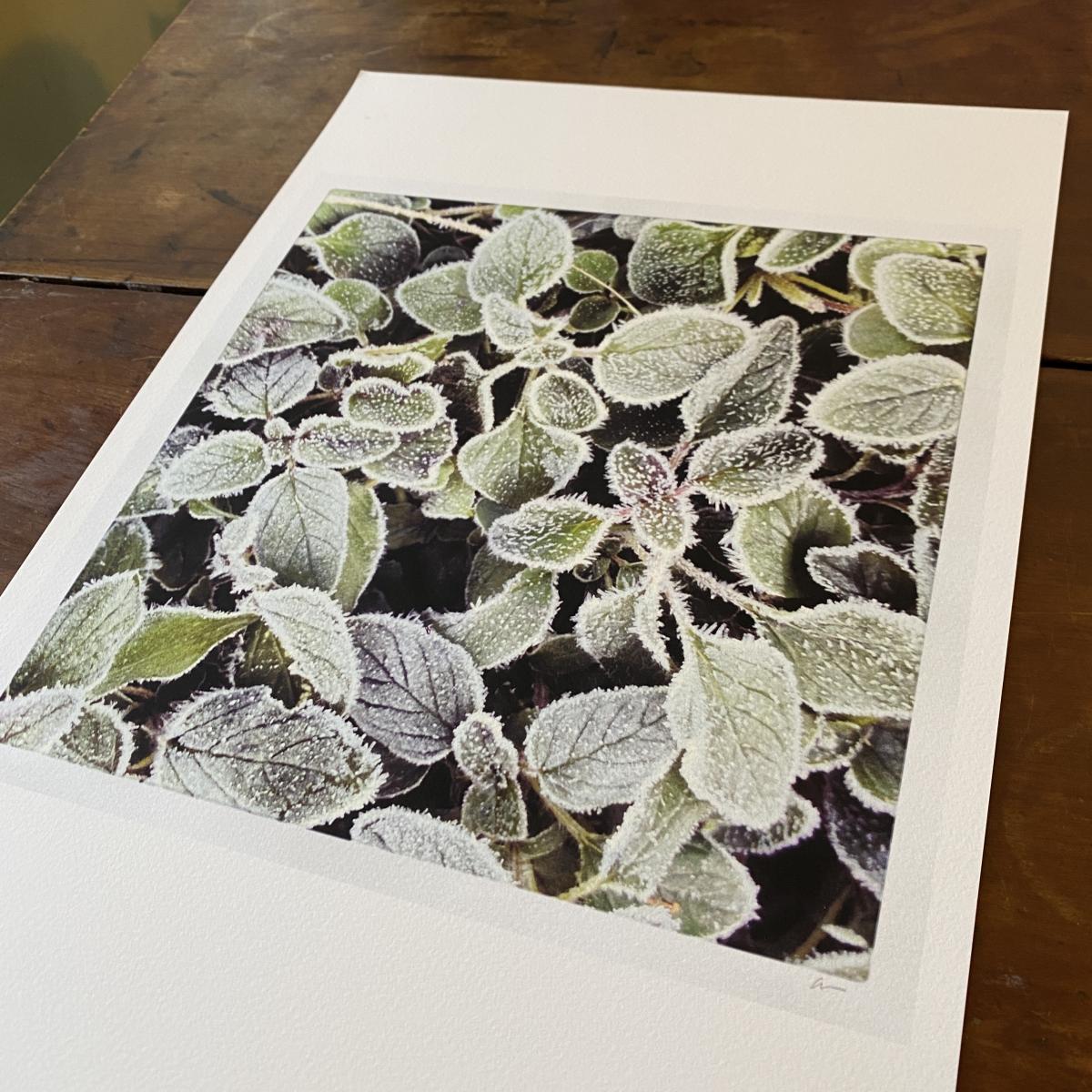 Frost. Oregano. picture