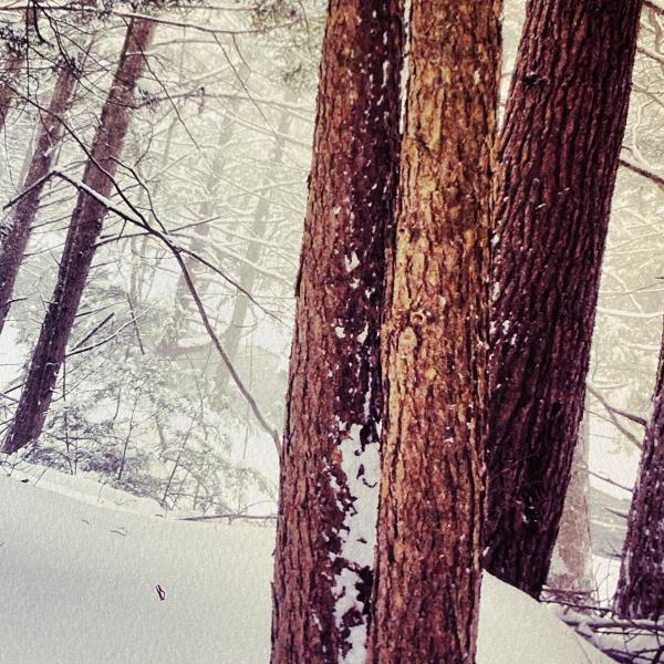 Snowy Pines, Athol, MA picture