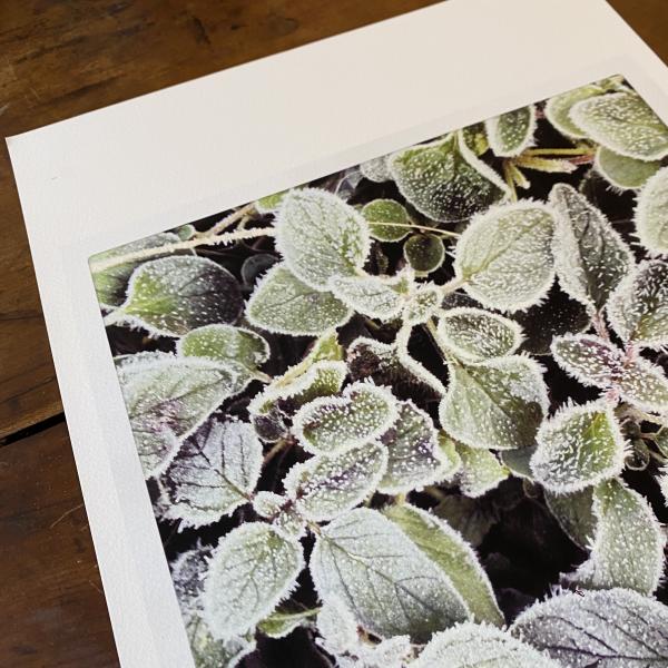 Frost. Oregano. picture