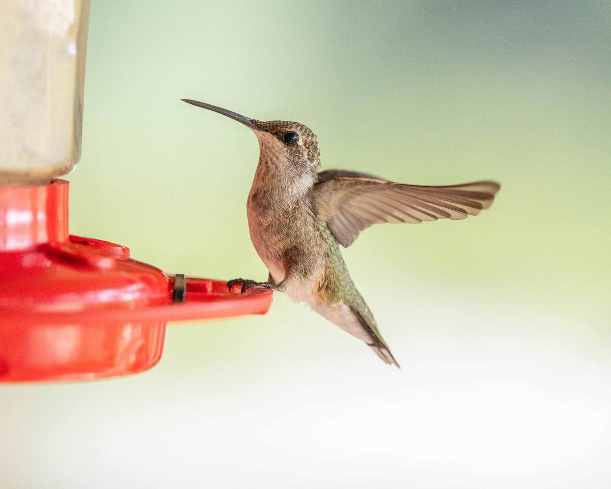 3"x 2" greeting card & envelope (set of 3) picture