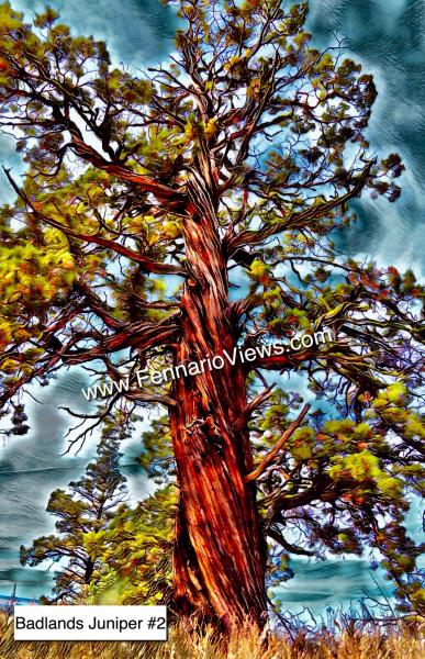 Copy of Oregon Badlands Juniper #2 picture