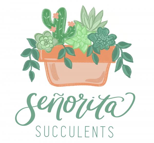 Senorita Succulents