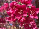 Crab Apple Blooms