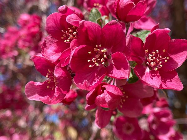 Crab Apple Blooms