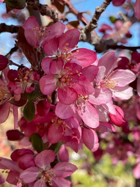 Crab Apple Blooms picture