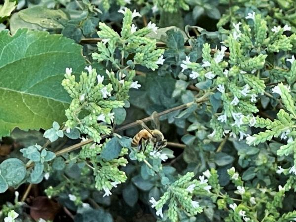 Oregano Loving Bee picture