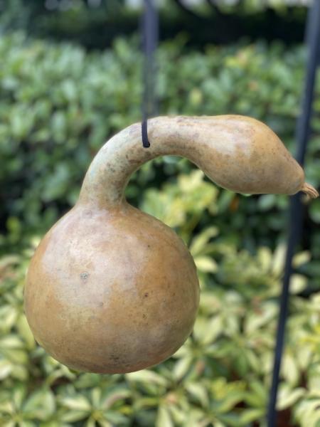 Swan Gourd Birdhouse picture