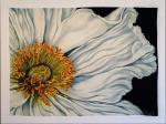 Silk painting Icelandic poppy