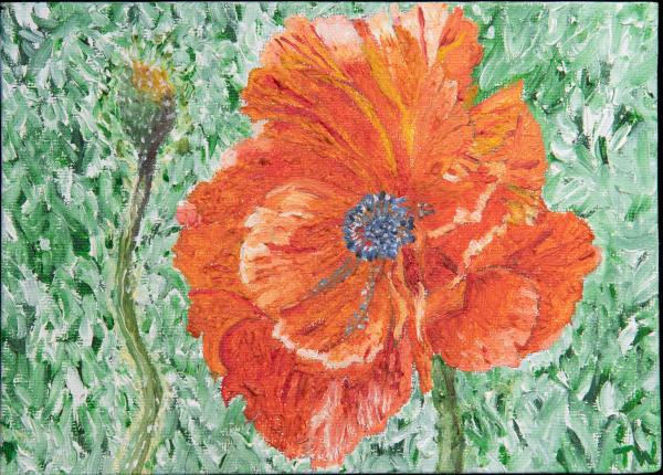 "Poppy" picture