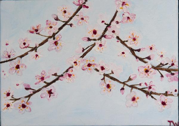 "Cherry Blossom" picture