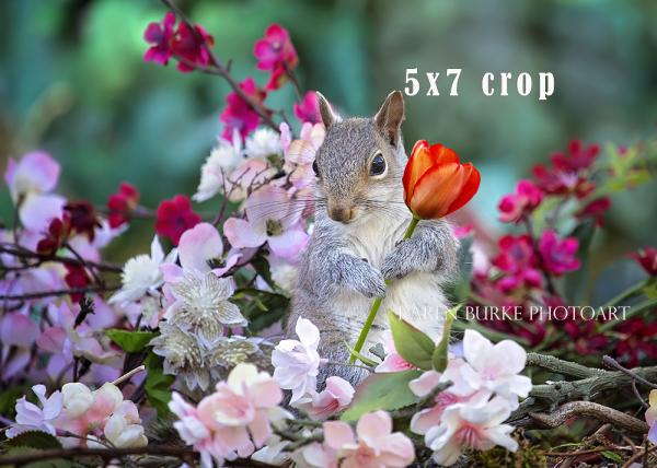 Baby Squirrel in the Flowers picture