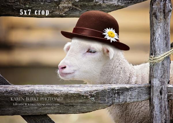 Lamb in a Felt Hat picture