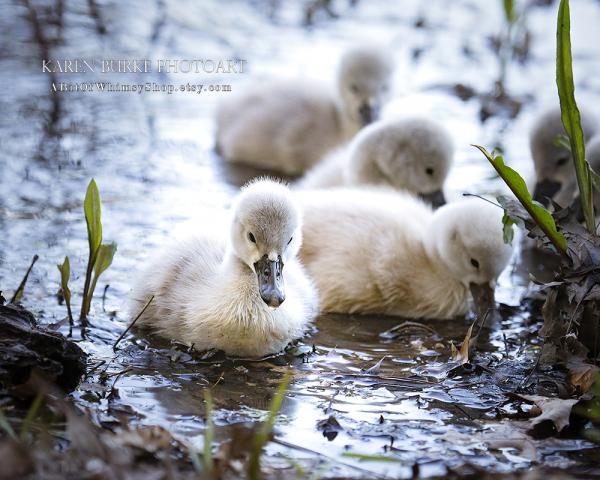 Baby Swans picture