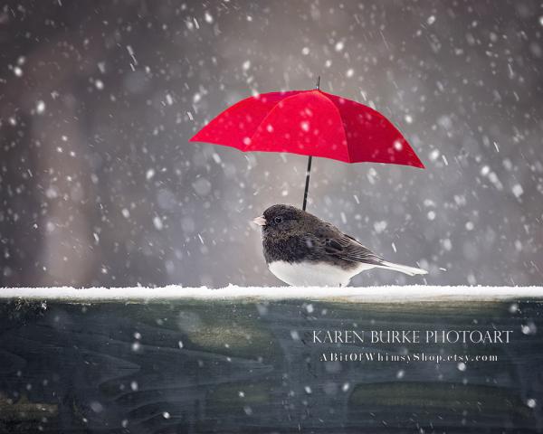 Junco in the Snow picture