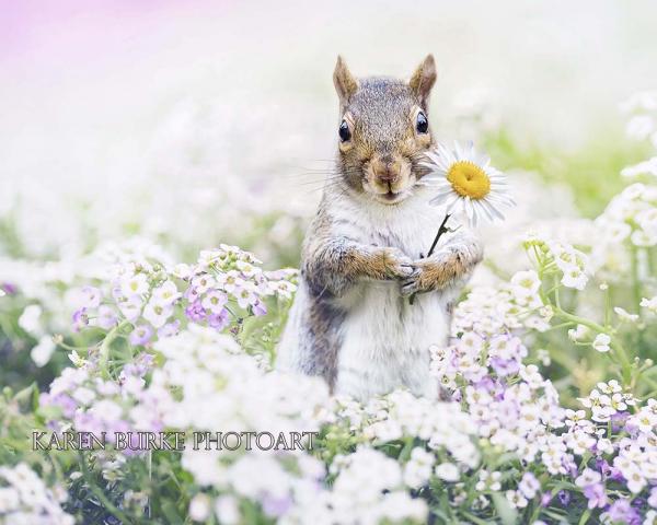 Paradise Squirrel Flowers picture