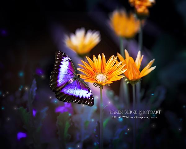 Butterfly Magic picture