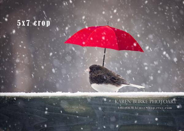 Junco in the Snow picture