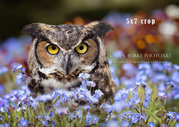 Great Horned Owl in the Flowers picture