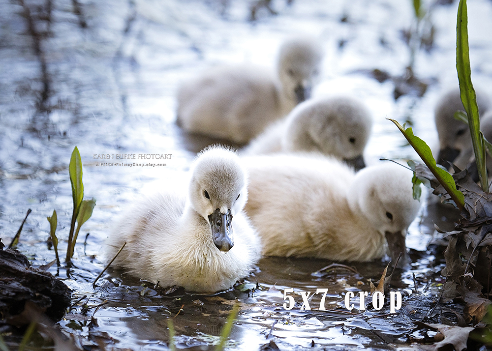 Baby Swans picture