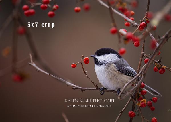 Chickadee Red Berries Fall picture
