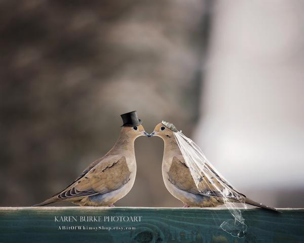 Dove Wedding picture