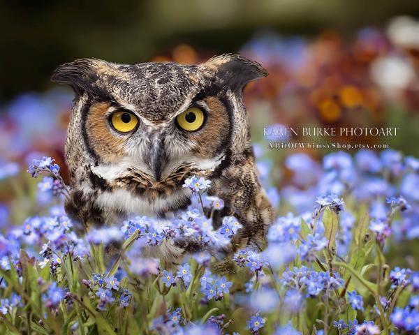 Great Horned Owl in the Flowers picture