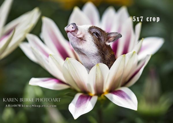 Piglet in a Flower Cup picture