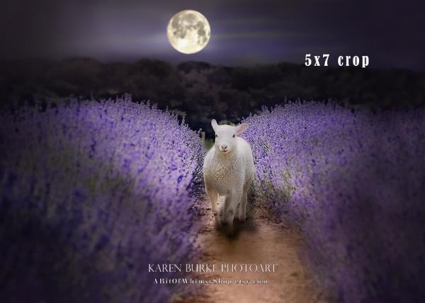Lavender Field Moonlight Lamb picture
