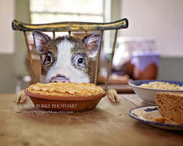 Piggy Eats Pie picture