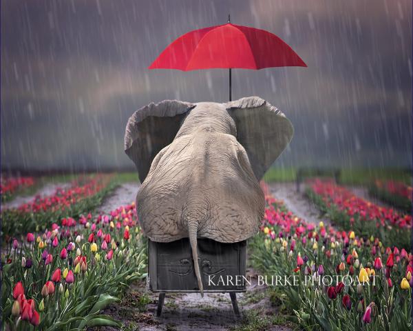 Rainy Day Tulips Elephant