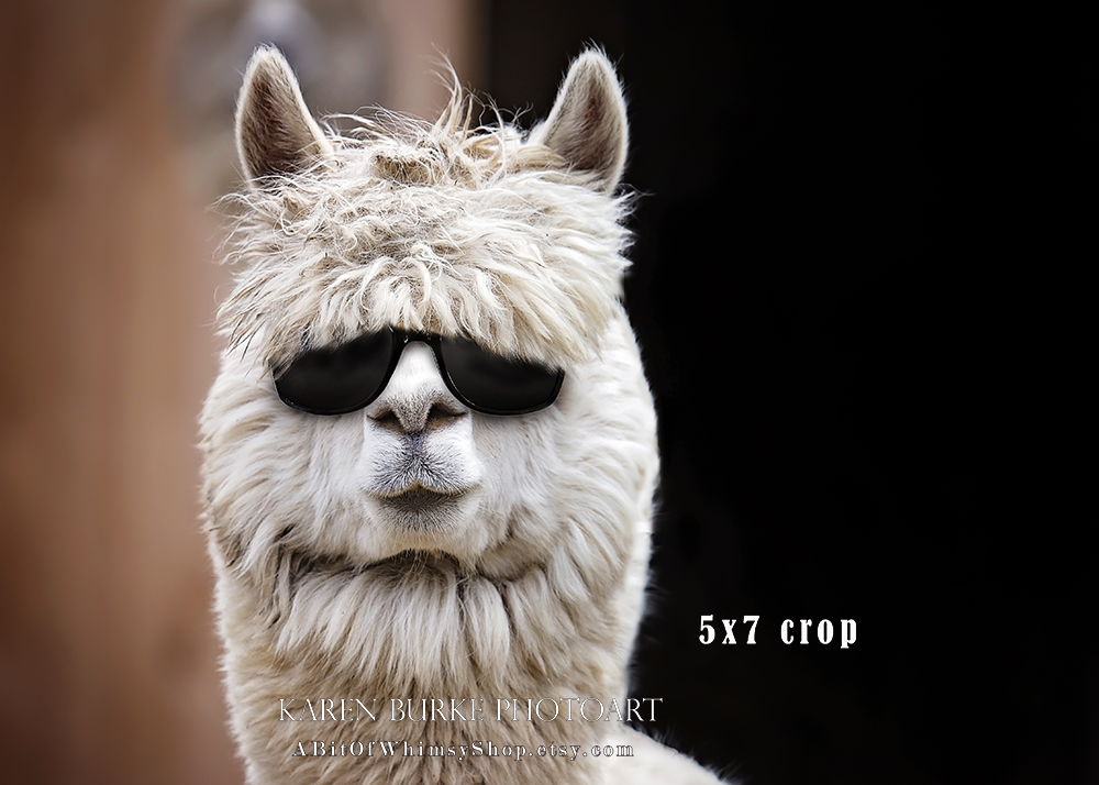 Alpaca in Shades picture