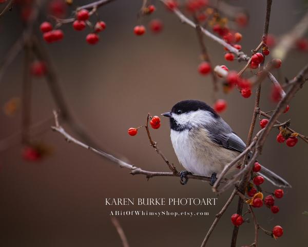 Chickadee Red Berries Fall