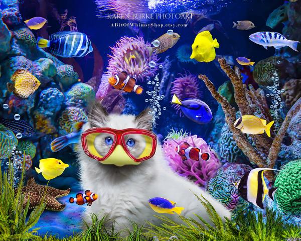 Kitten in a Fish Tank picture