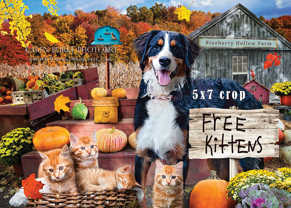 Free Kittens picture