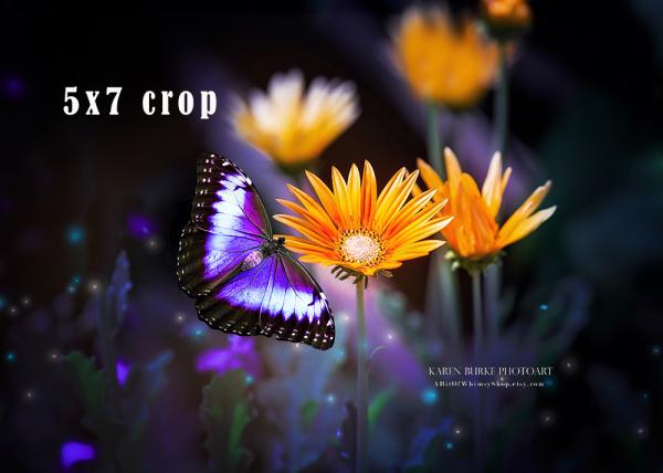 Butterfly Magic picture