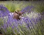 Dwarf Goat in Lavender Field