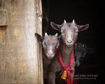 Baby Dwarf Goats