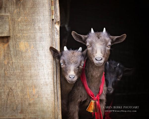 Baby Dwarf Goats