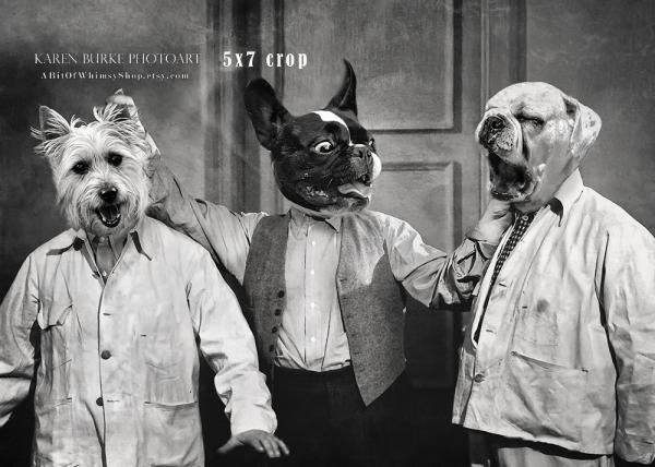 Three Stooges Dogs picture