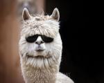 Alpaca in Shades