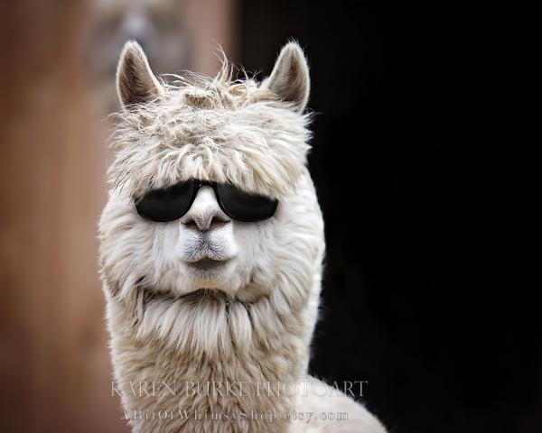 Alpaca in Shades