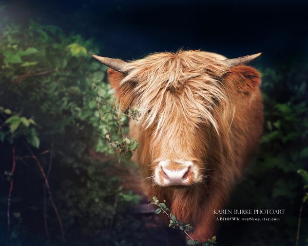 Highland Cow picture