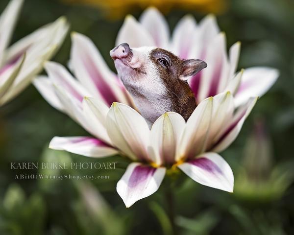 Piglet in a Flower Cup
