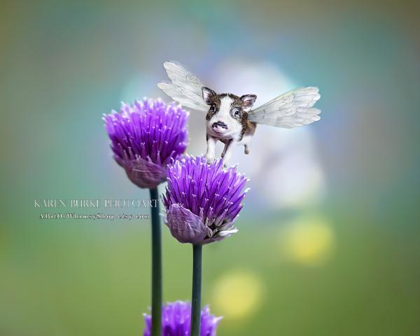 Flying Pig with Chives picture