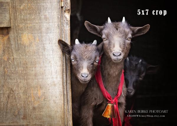 Baby Dwarf Goats picture