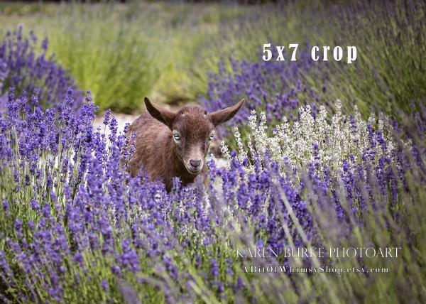 Dwarf Goat in Lavender Field picture