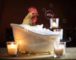 Bubble Bath Rooster
