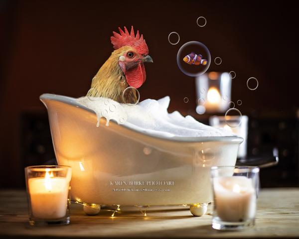 Bubble Bath Rooster picture
