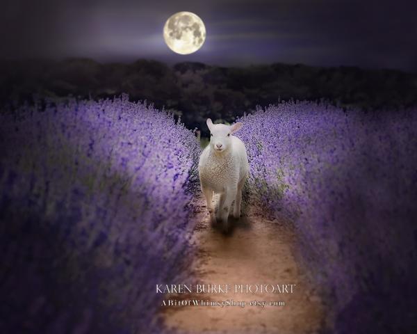 Lavender Field Moonlight Lamb picture