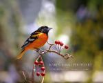 Baltimore Oriole Copper Vine